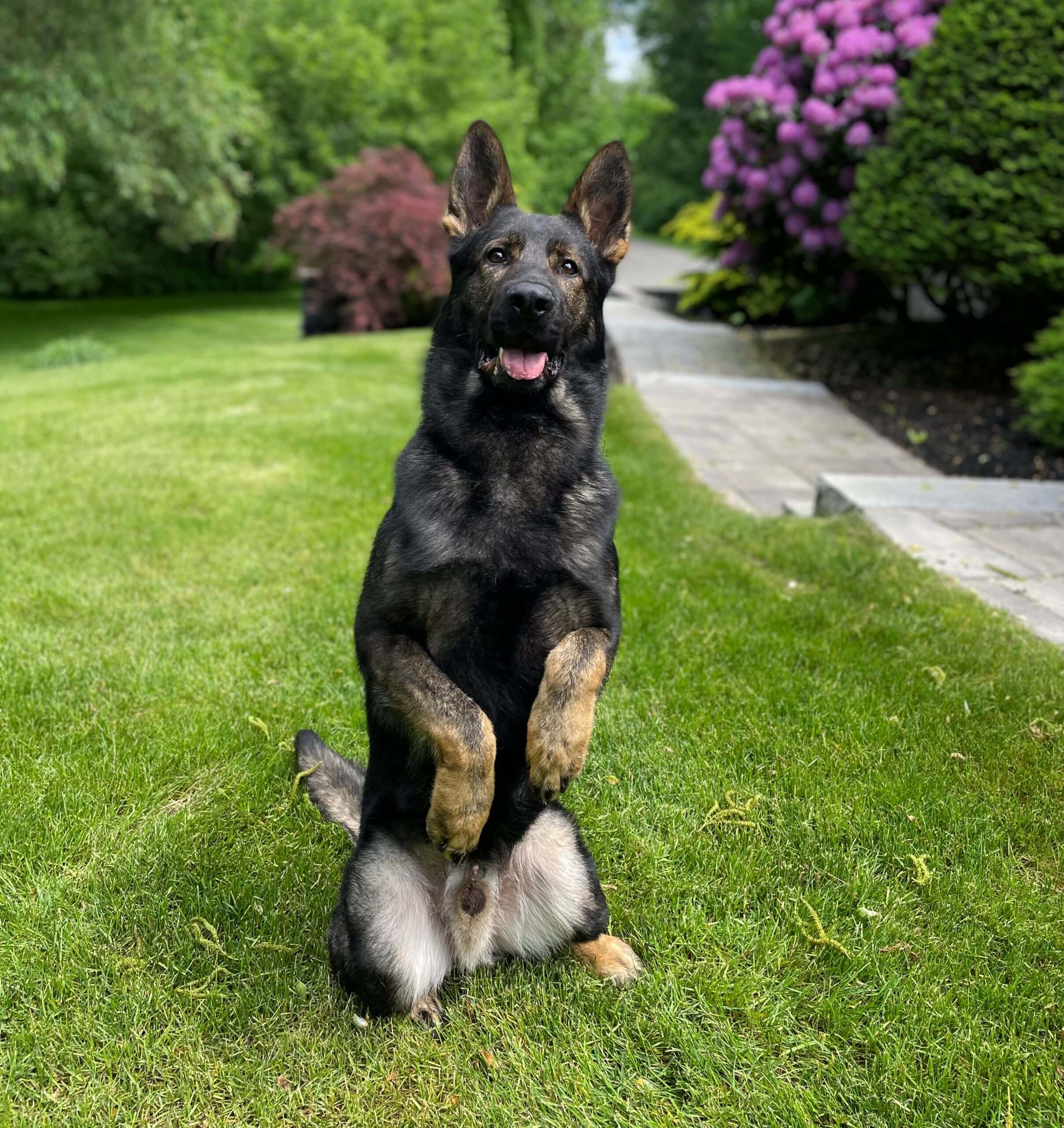 Protection dog sitting in a yard
