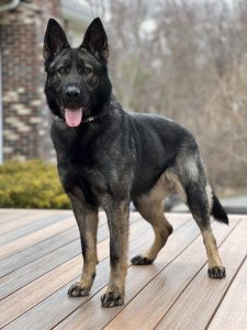 Protection dog standing on a deck