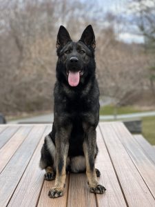Protection dog sitting on a deck