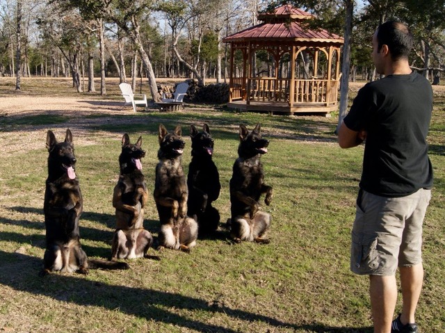 Protection dogs sitting with their front paws in the air while taking commands from their owner