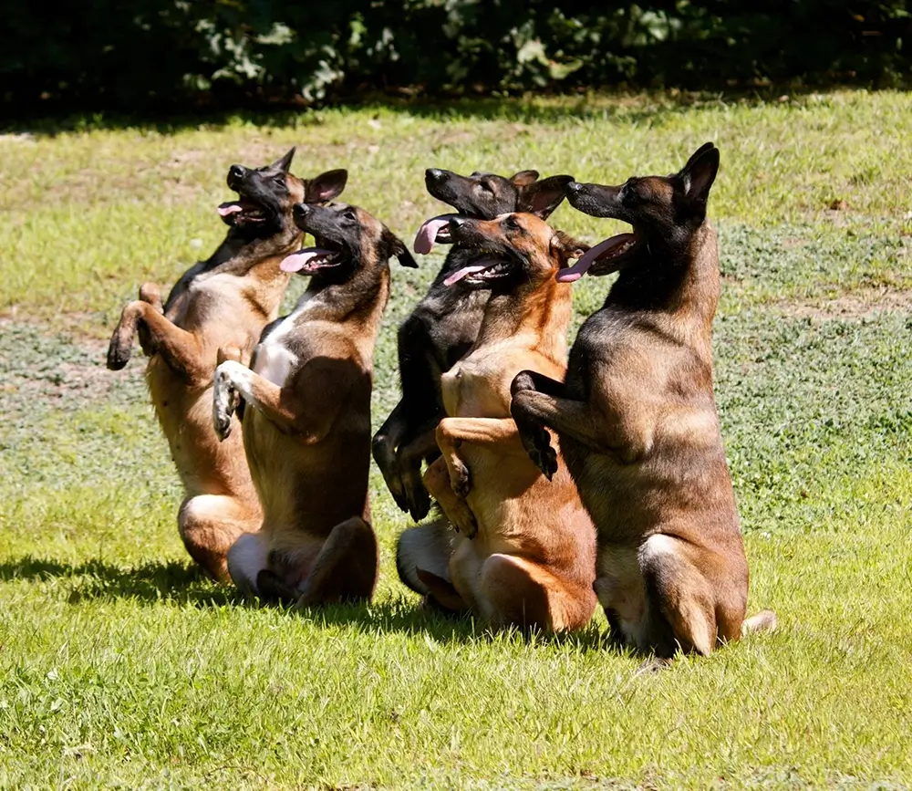 Protection dogs sitting in the grass with the front paws in the air