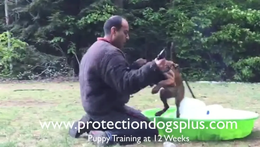 We can train your puppy for protection