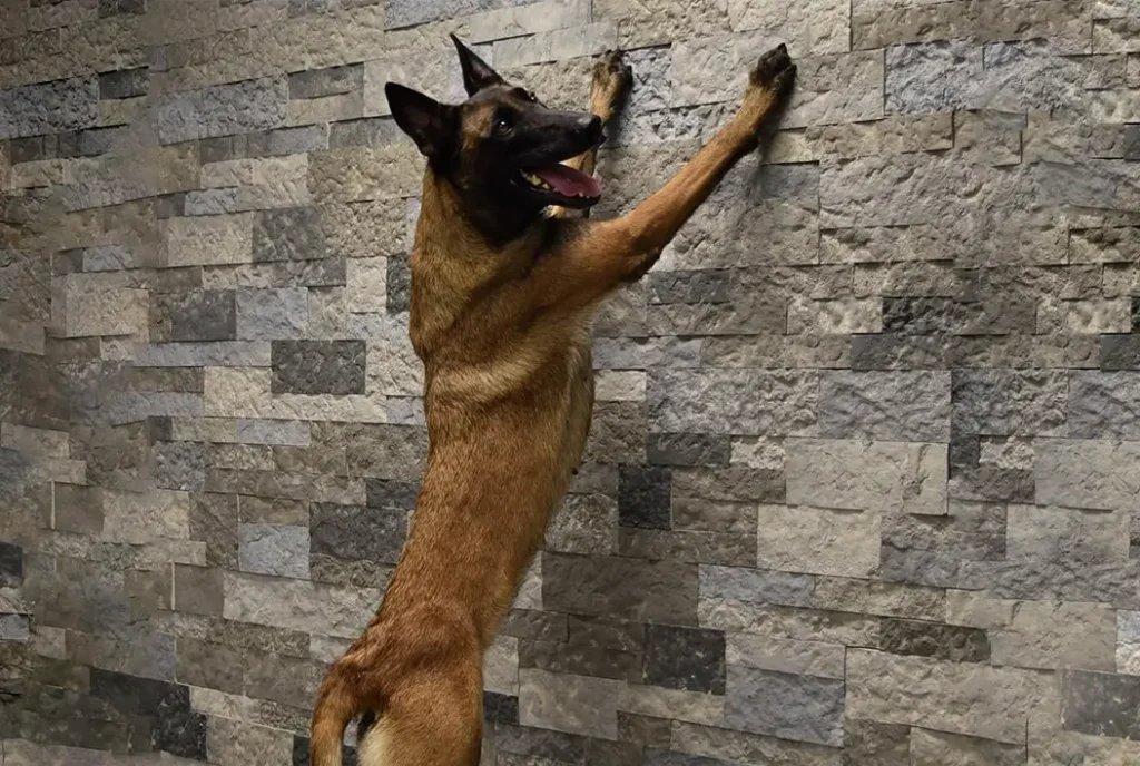 Protection Dog leaning on a stone wall