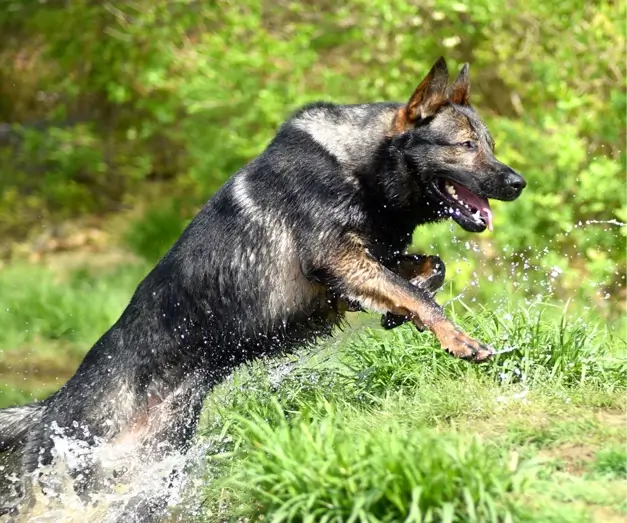 Protection dog leaping out of water
