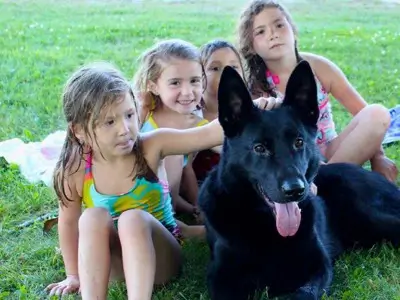 Children petting a Protection Dog lying in a grass field