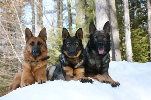 Protection dogs lying in the snow in front of a forest