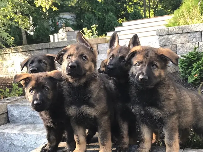 Protection dog puppies