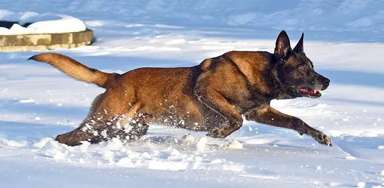 Protection dog running through the snow