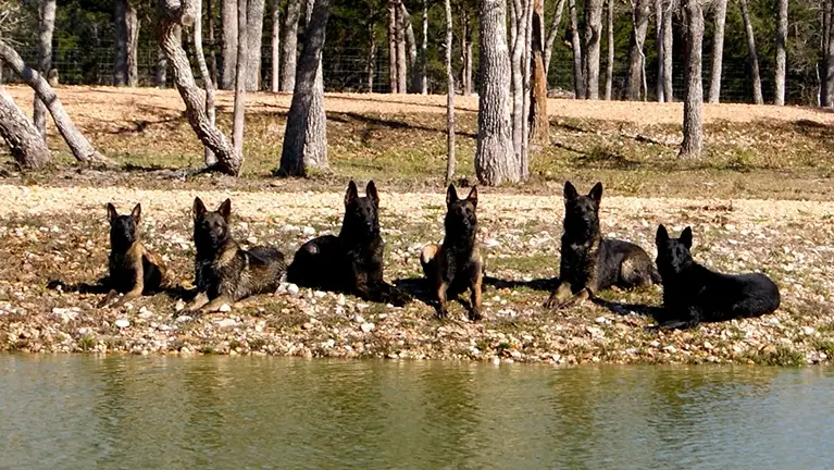 Protection dogs laying in a park by a lake