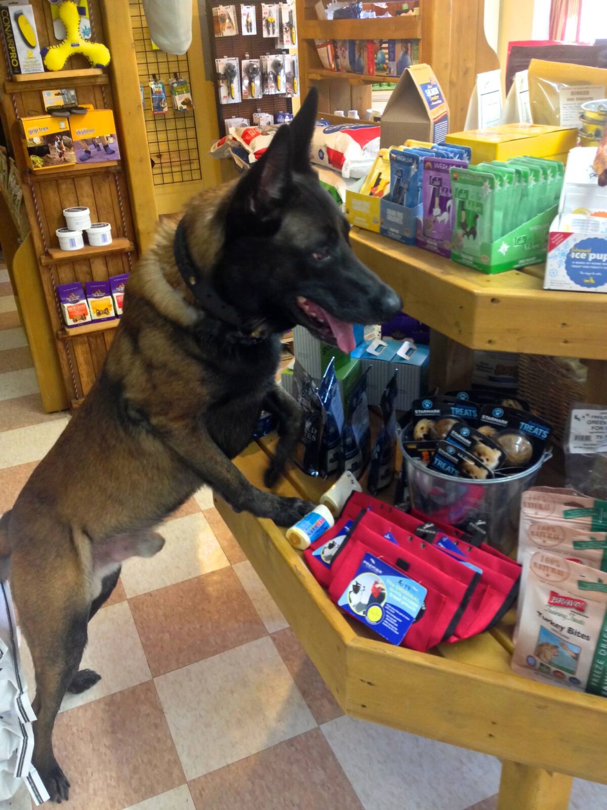 Protection dog happily exploring a pet store filled with pet supplies and toys.